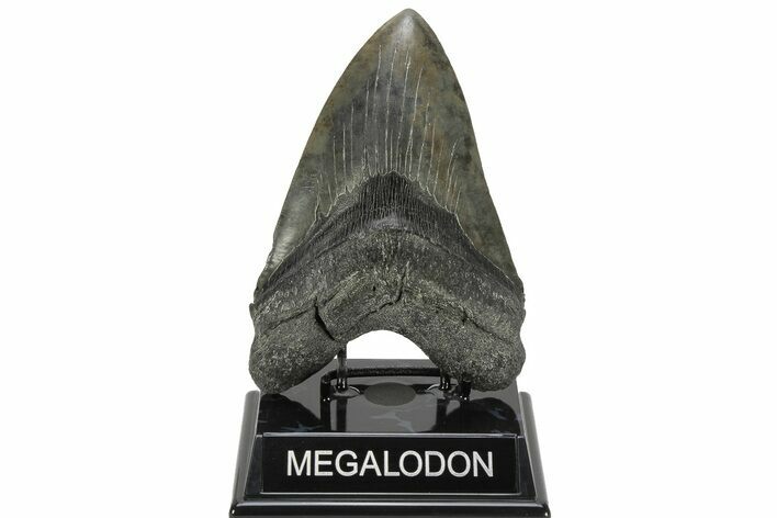 Huge, Fossil Megalodon Tooth - South Carolina #226641